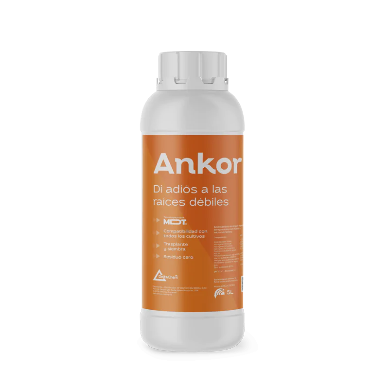 Ankor