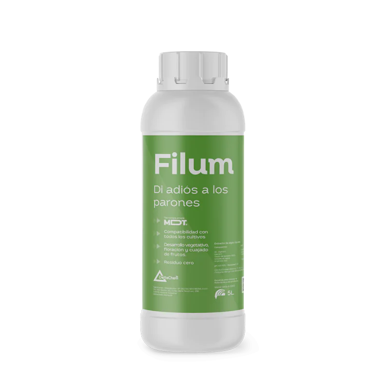 Filum