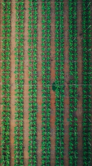 畑作物